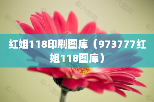 红姐118印刷图库（973777红姐118图库）