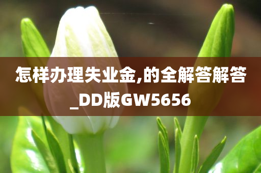 怎样办理失业金,的全解答解答_DD版GW5656