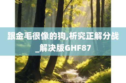 跟金毛很像的狗,析究正解分战_解决版GHF87