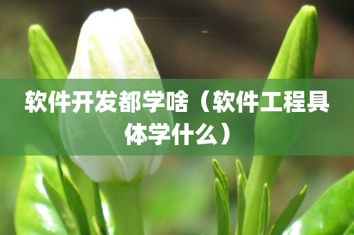 软件开发都学啥（软件工程具体学什么）